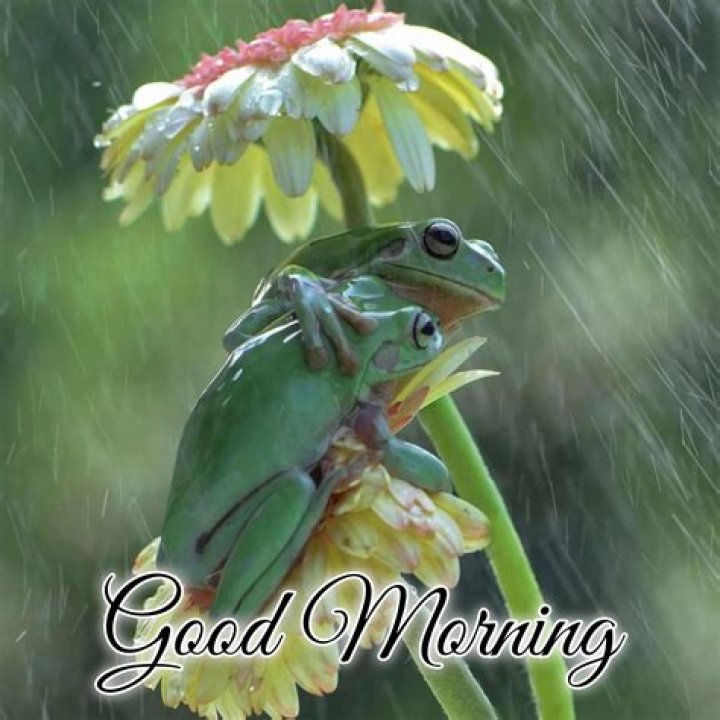 Embracing The Charm Of A Rainy Good Morning