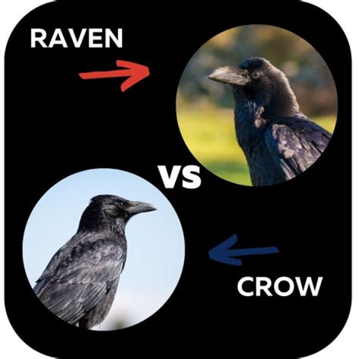 Understanding The Distinct Differences Between Ravens And Crows