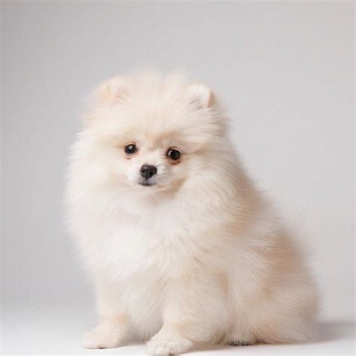 Understanding The Pomerania Precio En Dólares: A Comprehensive Guide