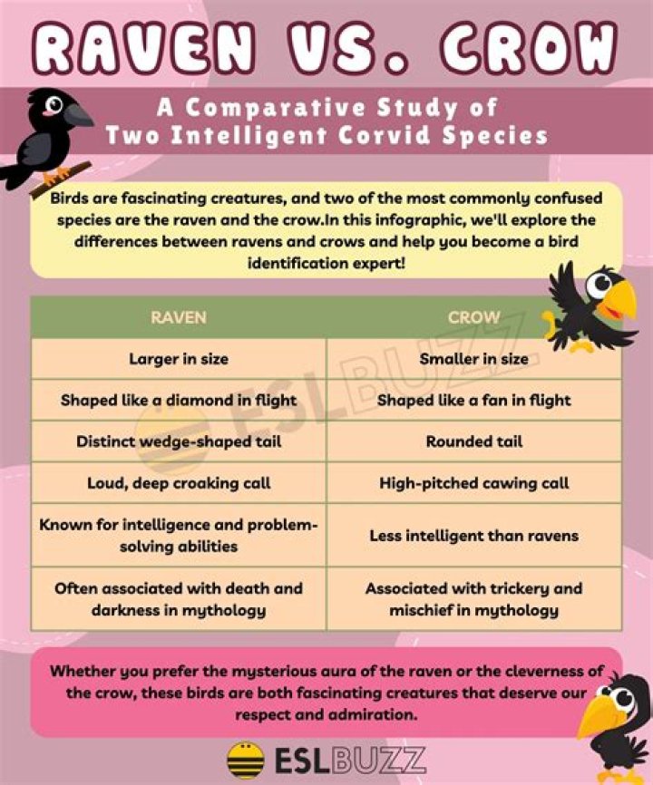 Understanding The Raven And Crow Differences: A Comprehensive Guide