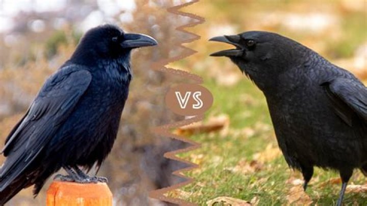 Unraveling The Mysteries: The Difference Between Crows And Ravens